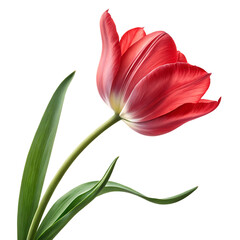 Fototapeta premium red tulip isolated on background white