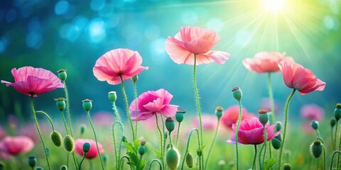 Fototapeta premium Delicate pink poppy flowers blooming in a lush green meadow on a serene blue background with soft sunlight filtering through the scene , nature, garden