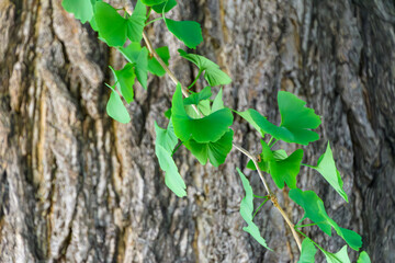古木の幹を背景に映える鮮やかなイチョウの若葉