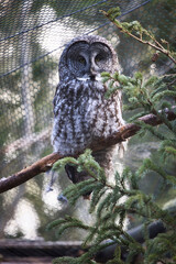 Great grey owl in a zoo