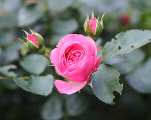 自然に咲くバラ