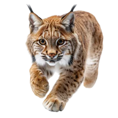 Keuken achterwand Lynx dynamic pose of lynx in active run with flowing tail on transparent background   © Crocodilchik