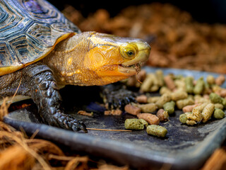 Naklejka premium 餌を食べるセマルハコガメ