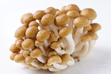 ぶなしめじ長野県産