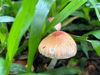 mushroom in the grass