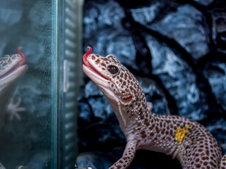 舌を出すヒョウモントカゲモドキ