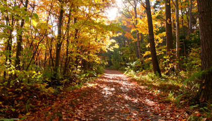 Fototapeta premium Autumn Forest Path, Sunlit Leaves - Nature photography