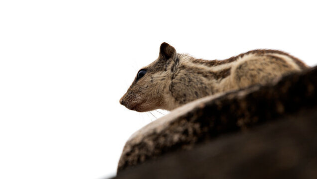 Ground squirrels in the garden
