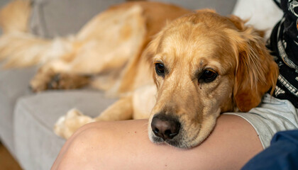 Obraz premium Golden Retriever Dog Resting on Lap - Pet Portraits