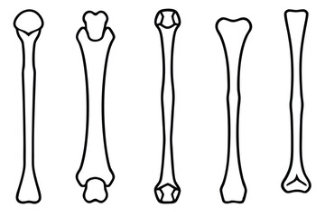 Femur Joint Connection Line art