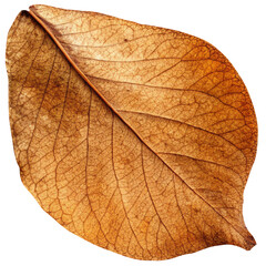 dried pear leave isolated on white background