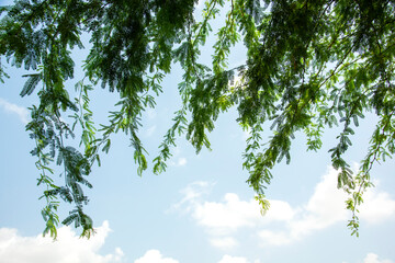 Green leaves and branches on sky background