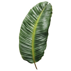 Vibrant Green Tropical Leaf, Isolated on White Background High-Resolution PNG Image