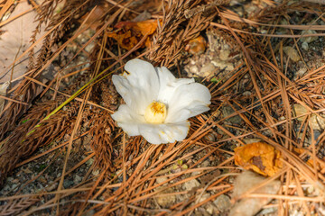 林床に落ちた白椿のマクロ接写