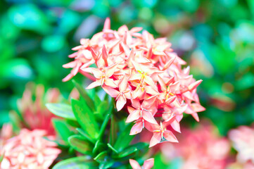 Ixora chinensis Lamk, Ixora spp or Zephyranthes or West Indian Jasmine