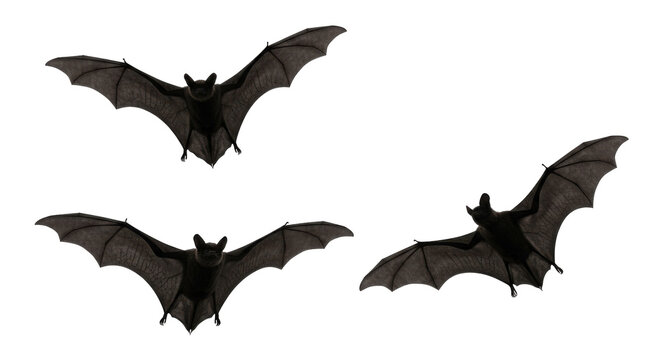 Three Black Flying Bats, Isolated on Transparent Background