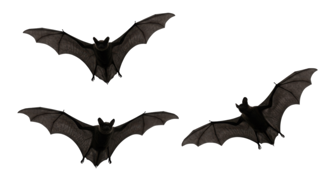 Three Black Flying Bats, Isolated on Transparent Background