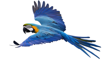 Colorful flying Blue and Gold Macaw parrot isolated on transparent background png file