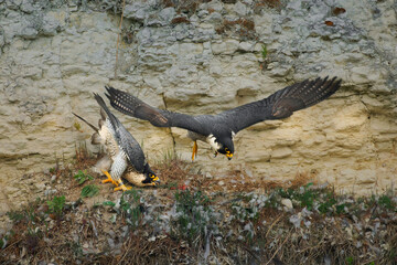 A pair of wild peregrine falcons (Falco peregrinus) on a chalk cliff. A rare glimpse into the...