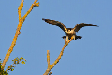 Wild peregrine falcon (Falco peregrinus), a noble bird of prey known as the fastest animal on the...