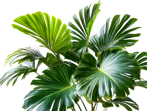 Green palm leaves isolated on white background, close up view. Tropical foliage banner with copy space for text and design with Isolated white background [PNG].
