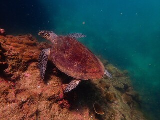 Obraz premium sea turtle swimming