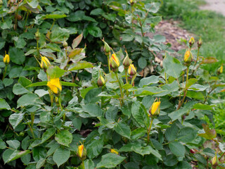 Yellow Wild Flowers Growing Among Green Leaves in Natural Garden Setting