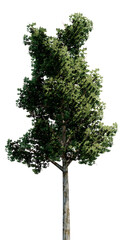 Fototapeta premium Tree without background, Transparent background