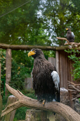 Majestic Steller's sea eagle perched on a branch in a naturalistic zoo enclosure. Captured in vivid detail. Wildlife, conservation, and bird-of-prey concept.