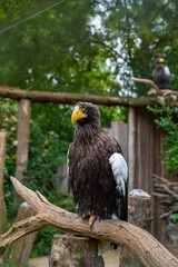 Majestic Steller's sea eagle perched on a branch in a naturalistic zoo enclosure. Captured in vivid detail. Wildlife, conservation, and bird-of-prey concept.
