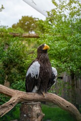 Majestic Steller's sea eagle perched on a branch in a naturalistic zoo enclosure. Captured in vivid detail. Wildlife, conservation, and bird-of-prey concept.