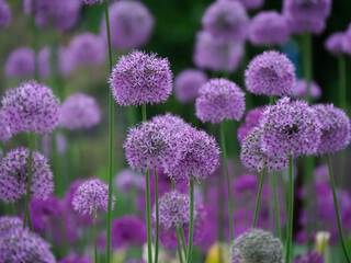 Close-up of Purple Allium Flower Heads in Sunny Spring Garden