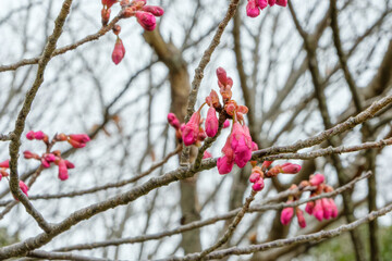 冬を越えて春を待つ赤い桜の蕾
