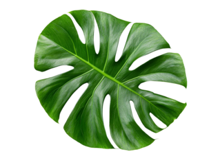 A broad monstera leaf with deep green color and characteristic slits, isolated on transparent background, PNG file.