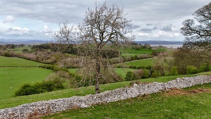 Bare tree above rolling hills and dry stone wall