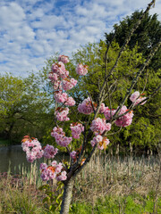 Blooming cherry blossom by water's edge