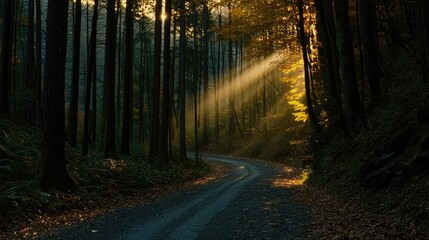Obraz premium Sunlight Streams Through the Trees Illuminating a Forest Roadway