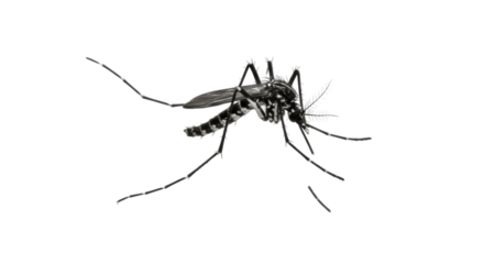 Close-up of a Mosquito, Isolated on Transparent Background