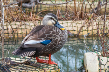 水辺で休むカルガモの姿