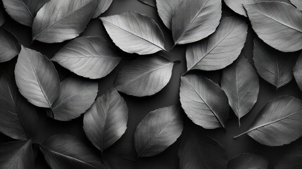 Monochrome leaf flatlay, dark background, nature design, website banner