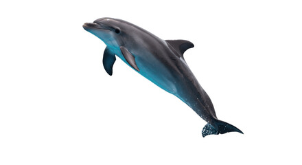 Graceful Bottlenose Dolphin Jumping Out of Water, Isolated on a Transparent PNG Background