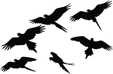 Silhouetted parrots soar gracefully through the air, their wings spread wide against the white background