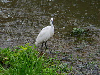 コサギと雨が降る川