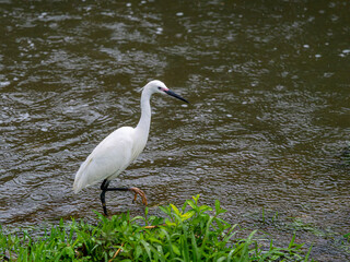 コサギと雨が降る川