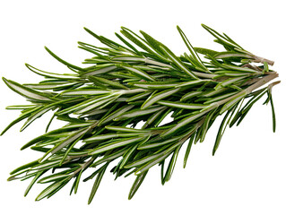 Fototapeta premium A bunch of rosemary sprigs with fine green needles, isolated on transparent background, PNG file.