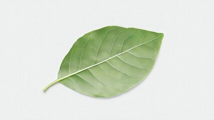 Obraz premium Single Green Leaf Minimalist Design on White Background