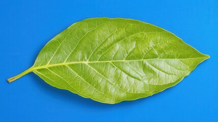 Obraz premium Single Green Leaf on Blue Background Minimalist Design