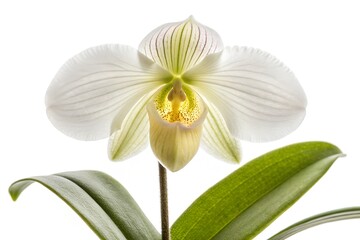 Fototapeta premium Isolated against white, a beautiful white orchid flower and a vibrant yellow orchid blossom showcase their floral beauty