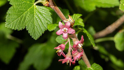 Blüte Johannisbeere