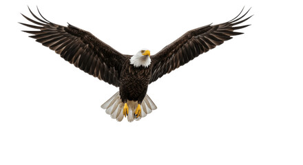 Bald eagle flying with wings spread wide, isolated on transparent PNG background